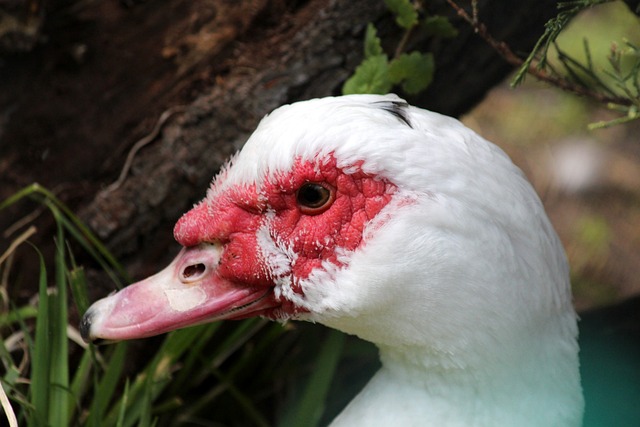 球员带来的 球员带来的